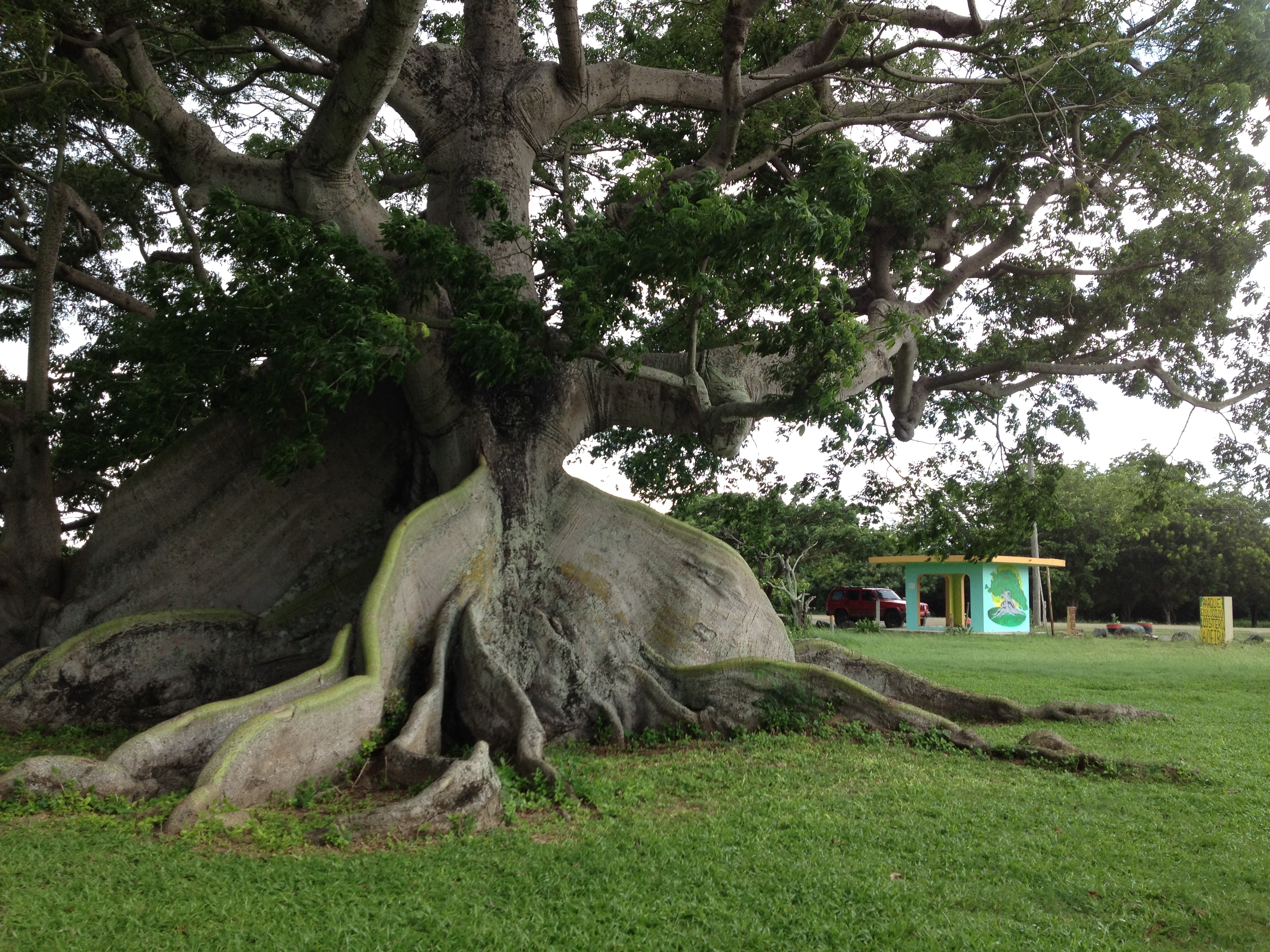 LA GRAN CEIBA DE VIEQUES 